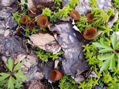 Dumontinia tuberosa