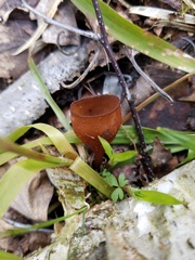 Dumontinia tuberosa