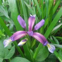 Iris graminea