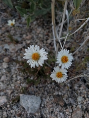 Layia glandulosa