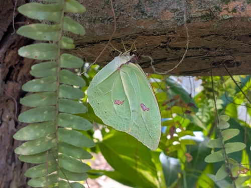 Orangetip Angled-Sulphur