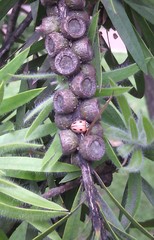 Mulsantina mexicana
