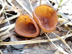 Dumontinia tuberosa