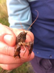 Austropotamobius pallipes