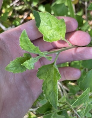 Mentzelia floridana