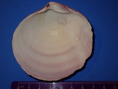 Semele decisa