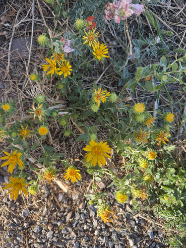 Curlycup Gumweed