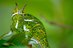 Canopy Chameleon photo 3