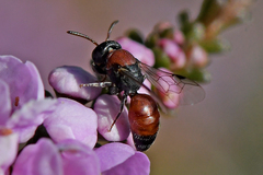 Rhodohylaeus