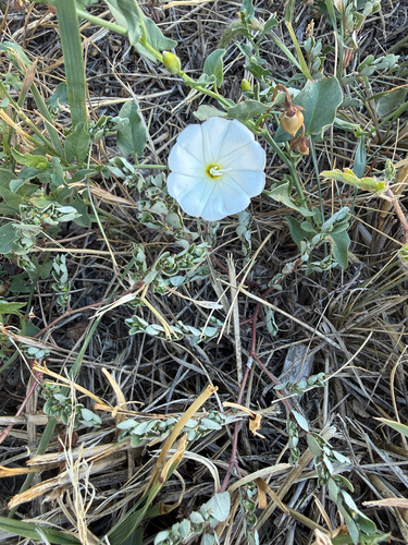 field bindweed