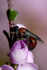 Rhodohylaeus