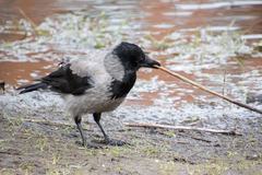 Corvus cornix