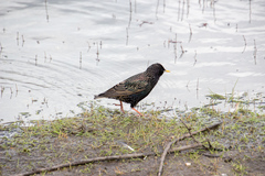 Sturnus vulgaris
