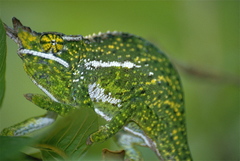 Canopy Chameleon photo 4