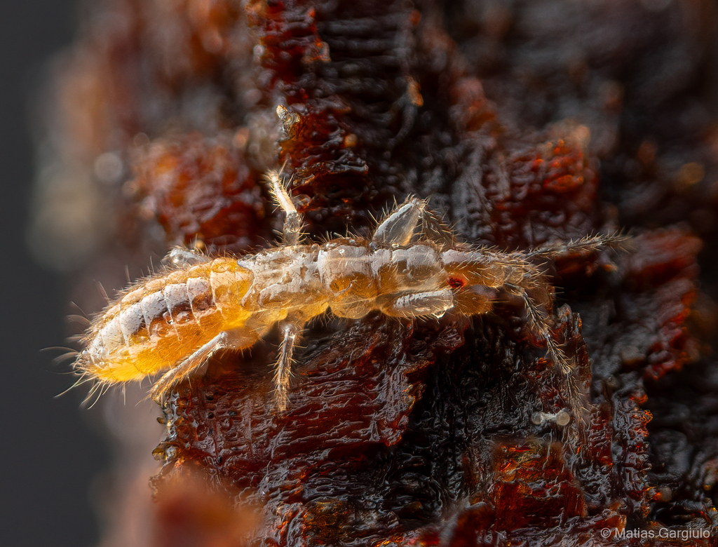 Gamostolus subantarcticus
