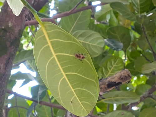 Stripe-eyed Lagoon Fly