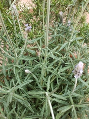 Apis mellifera