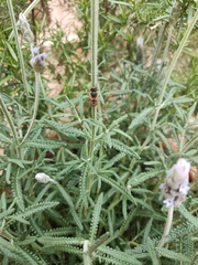 Apis mellifera