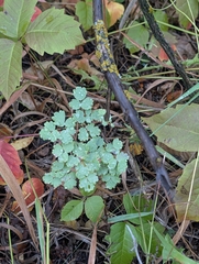Thalictrum venulosum