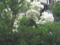 Melaleuca alternifolia