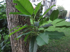 Ficus subpisocarpa