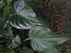 Alocasia cucullata