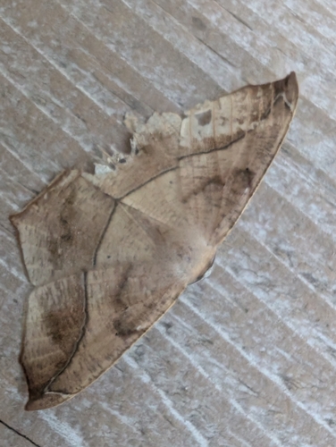 Large Maple Spanworm Moth