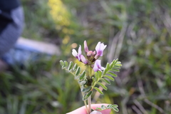Astragalus cibarius