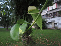Epipremnum aureum
