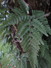 Davallia griffithiana