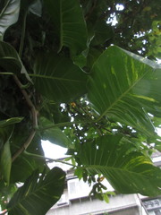 Epipremnum aureum