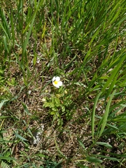 Drymocallis rupestris