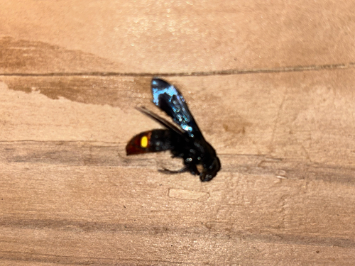 Blue-winged Scoliid Wasp