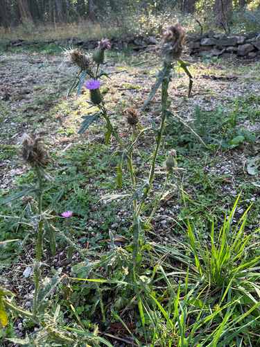 Bull Thistle
