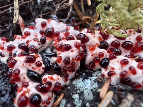 Red-juice Tooth