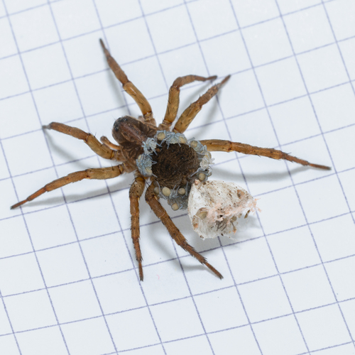 Rustic Wolf Spider photo 5