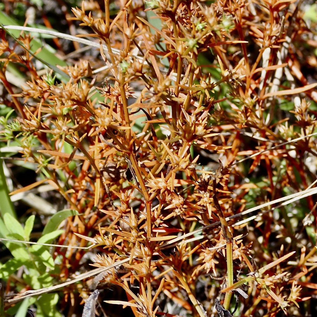 Polypremum procumbens; photograph (c) Laura Gaudette, some rights reserved (CC BY)
