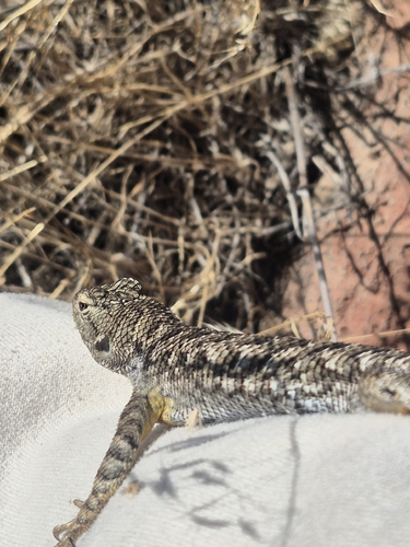 Western Fence Lizard