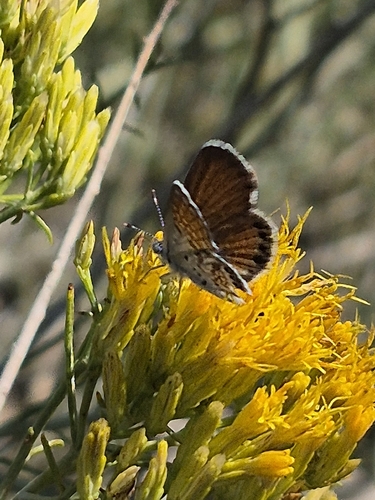 Western Pygmy-Blue