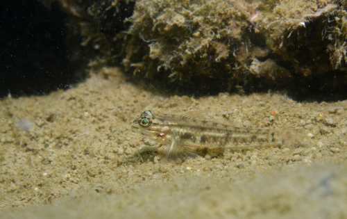 Photo of Bridled goby (Coryphopterus glaucofraenum)