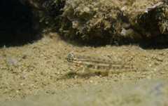Coryphopterus glaucofraenum