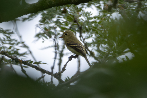 Yellow-bellied Flycatcher