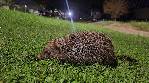 ヒトイロハリネズミ