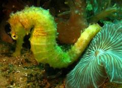Hippocampus comes