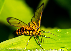 Amata compta