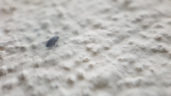 Phyllotreta undulata