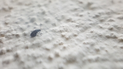 Phyllotreta undulata