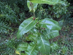 Inula racemosa