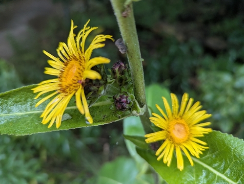 Inula racemosa, photograph 1