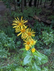 Inula racemosa, photograph (c) Thomas Davis-Moore, some rights reserved (CC BY)
